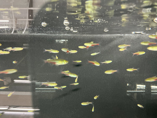 Green Fire Tetra Tropical Treasures Wyo