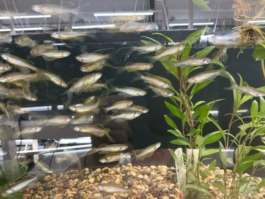 Longfin Leopard Danio – small freshwater fish with spotted leopard pattern and elongated flowing fins, swimming in a community planted tank.