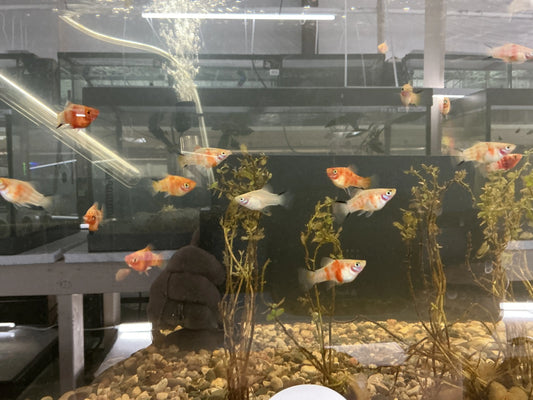 Tiger Ruby Platy (Xiphophorus maculatus) – bright red freshwater livebearer fish with black tiger-like markings, ideal for community and planted aquariums