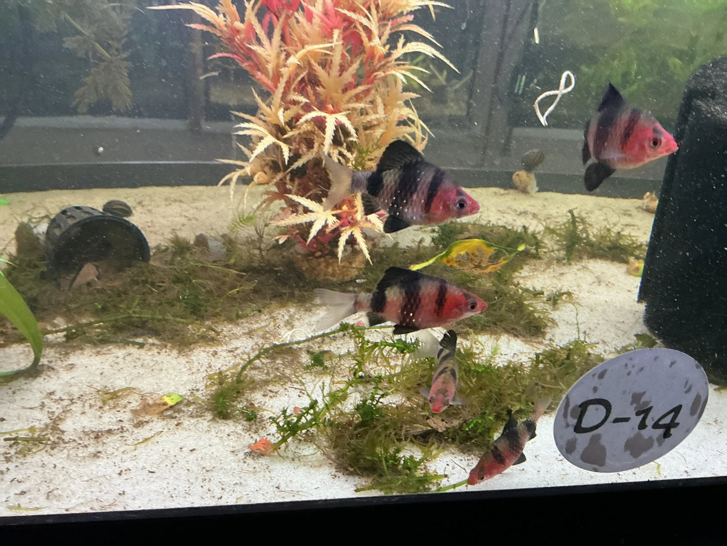 School of Black Ruby Barbs with red and black striped bodies in a planted aquarium with sand substrate