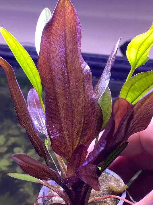 Echinodorus Fancy Twist live aquarium plant