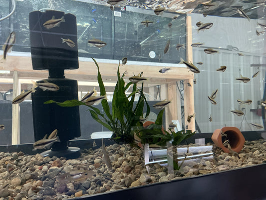 Rainbow Emperor Tetra Tropical Treasures Wyo