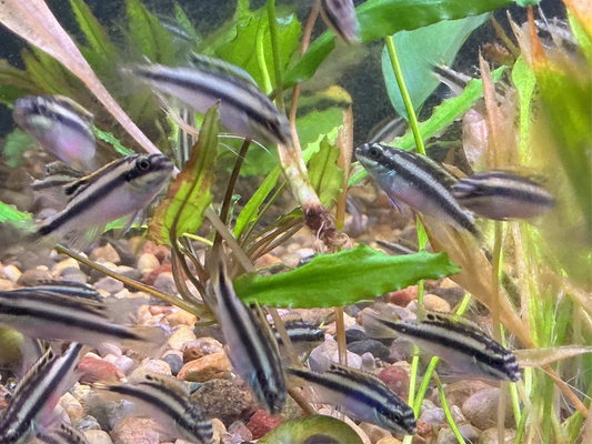 Pelvicachromis pulcher – Kribensis Cichlid, colorful dwarf African cichlid for freshwater aquariums