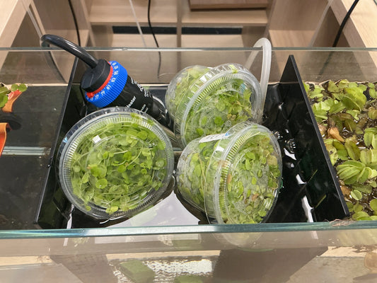 Baby Tears (Hemianthus micranthemoides) in a giant portion cup – dense, small-leaf aquarium plant ideal for foreground carpeting and aquascaping.