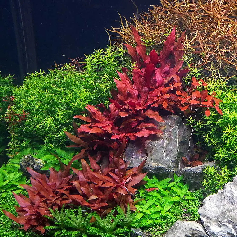 Alternanthera reineckii mini live aquarium plant
