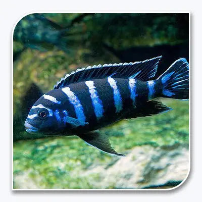 Demasoni African cichlid aquarium fish