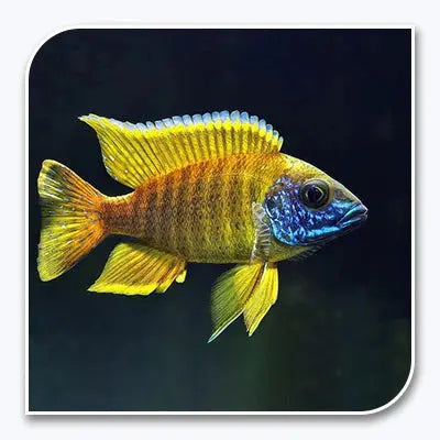Yellow sunshine peacock cichlid African freshwater fish