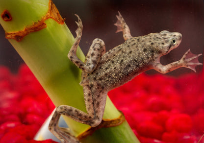 African Dwarf Frog Tropical Treasures Wyo