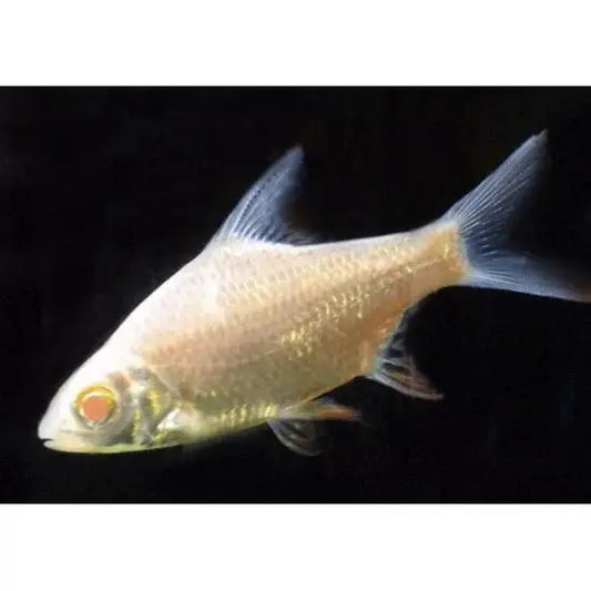 Albino Red Tail Tinfoil Barb Tropical Treasures Wyo LLC