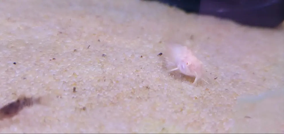 Albino longfin cory catfish