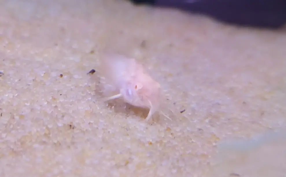 Albino longfin cory catfish