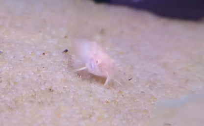 Albino longfin cory catfish