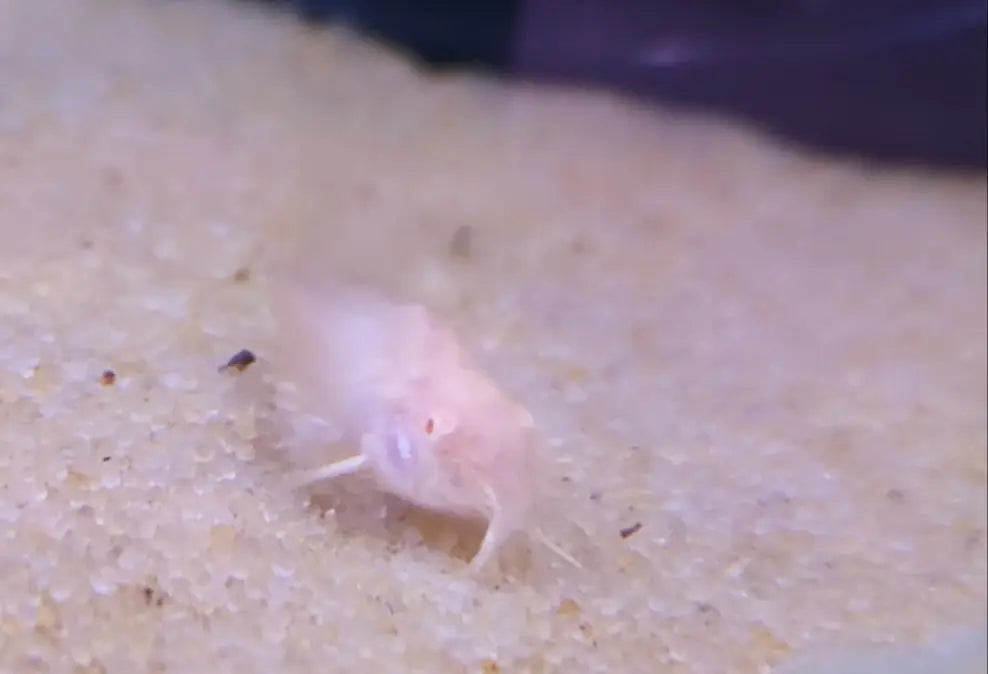 Albino longfin cory catfish