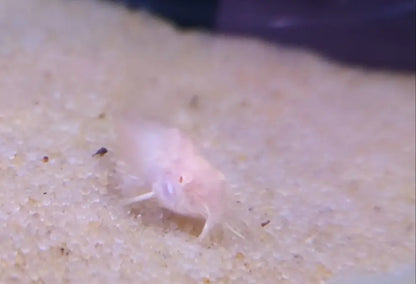 Albino longfin cory catfish