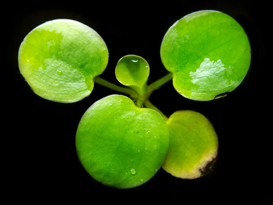 Close-up of Frogbit plant with trailing roots in planted tank
