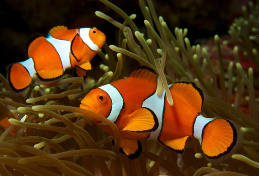 Ocellaris clownfish Amphiprion ocellaris swimming in a saltwater reef aquarium with bright orange and white coloration