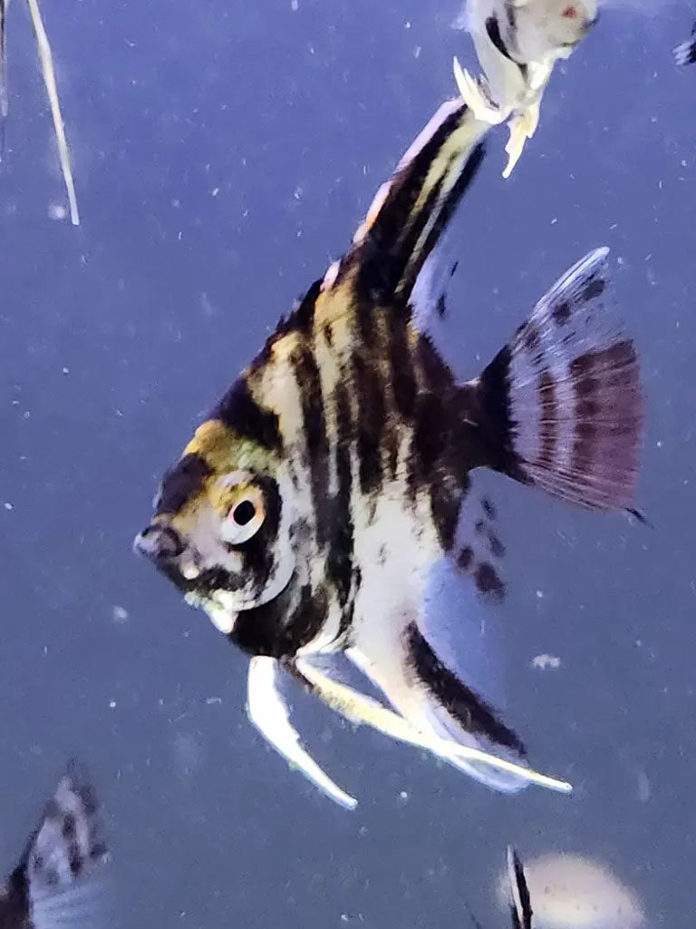 Assorted Angelfish – Pterophyllum scalare | Elegant Freshwater Cichlid ...