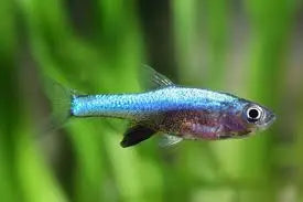 Axelrod’s Rasbora schooling fish swimming in planted aquarium