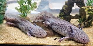 Axanthic Axolotl with silver-gray body and dark eyes in aquarium