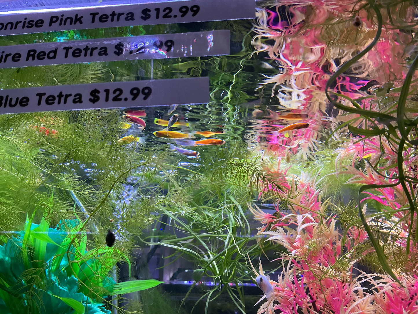 GloFish® Galactic Purple® Danio