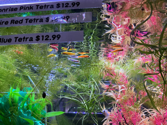 GloFish® Starfire Red® Danio