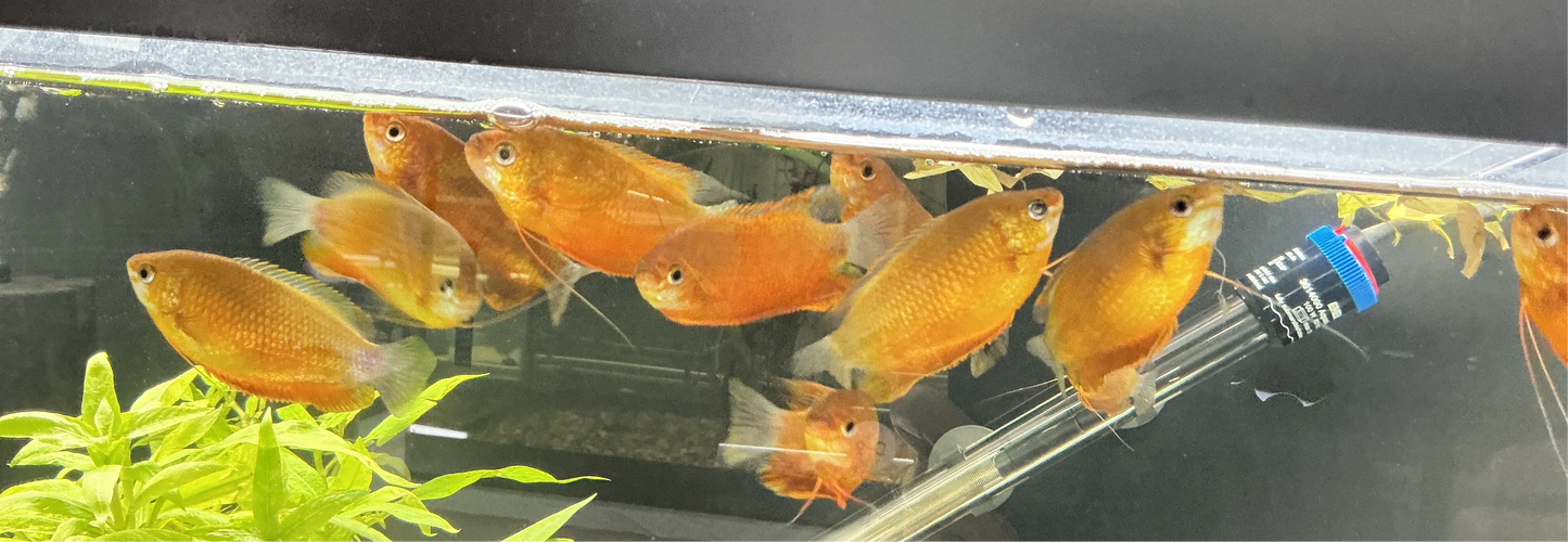 GOURAMI SUNSET DWARF Tropical Treasures Wyo