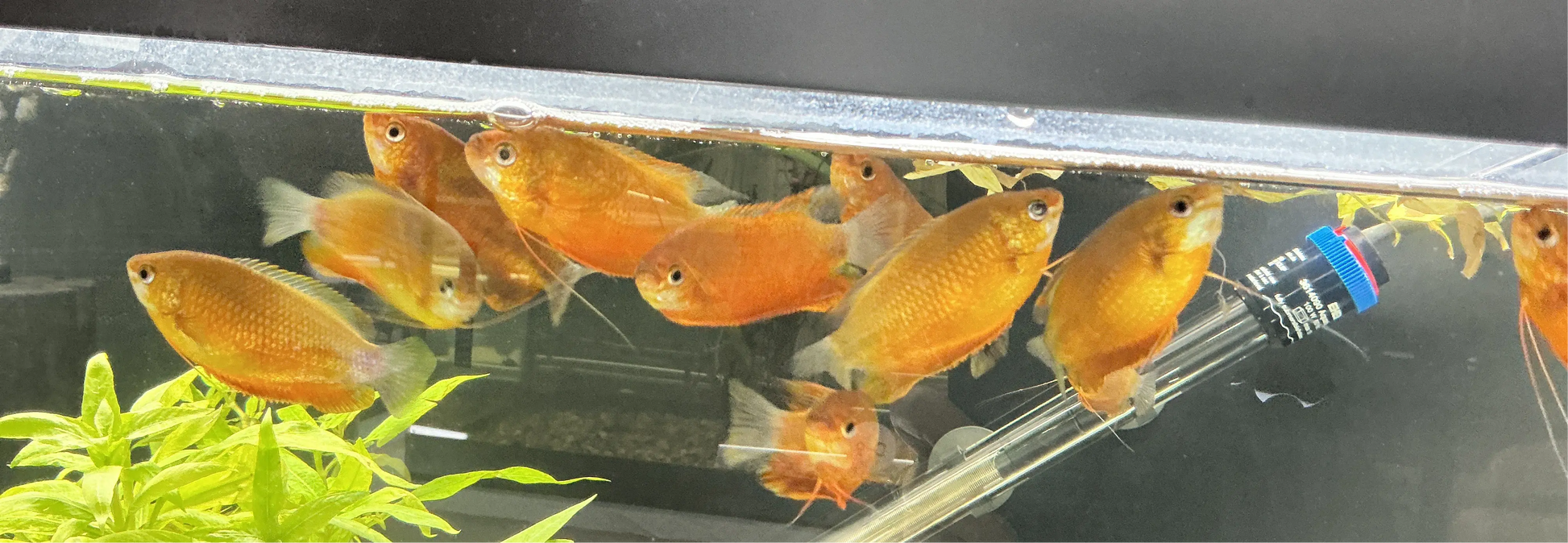 GOURAMI SUNSET DWARF Tropical Treasures Wyo
