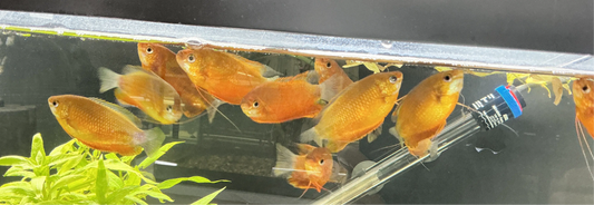 GOURAMI SUNSET DWARF Tropical Treasures Wyo