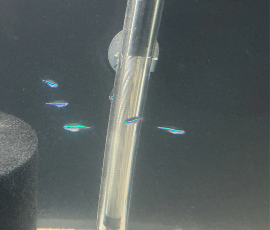 Green Neon Tetra Tropical Treasures Wyo