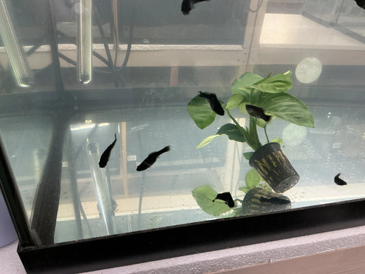 Black Molly fish with sleek black body in aquarium