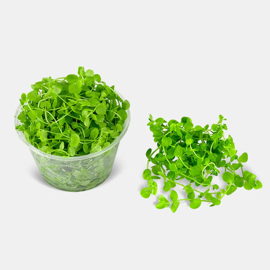 Baby Tears Giant Portion Cup Tropical Treasures Wyo LLC