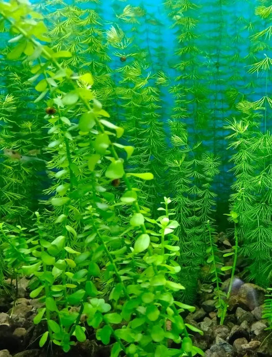 Bacopa Caroliniana Tropical Treasures Wyo