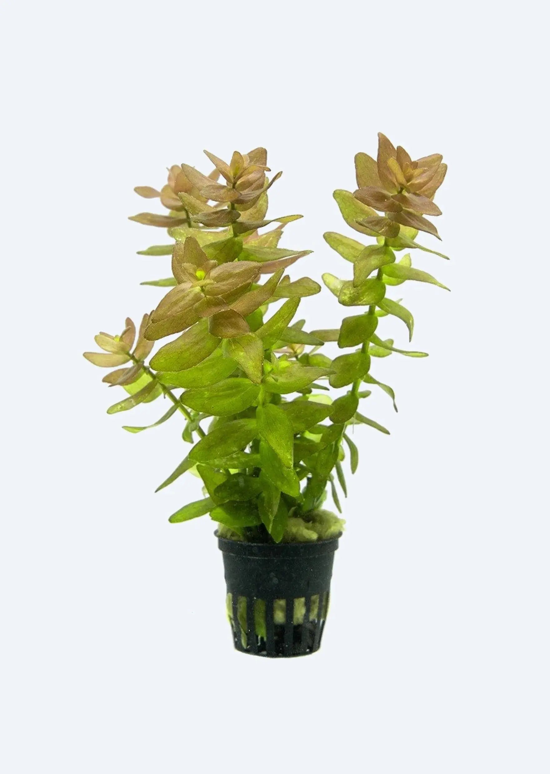 Bacopa Yellow Flame Plant Tropical Treasures Wyo LLC
