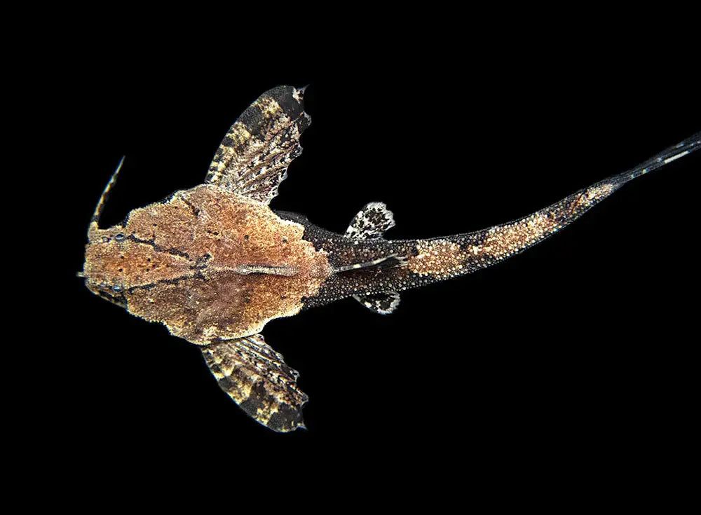 Banjo catfish freshwater aquarium bottom dweller Banjo catfish camouflaged on sand substrate Banjo catfish peaceful nocturnal catfish Banjo catfish community aquarium fish