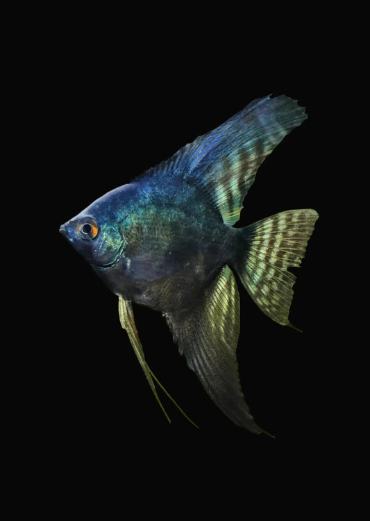 Black Green Avatar Angelfish â€“ Iridescent Metallic Freshwater CichlidÂ 