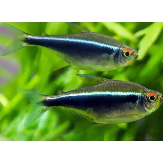 Black Neon Tetra Tropical Treasures Wyo