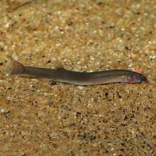Black Kuhli Loach – slender, eel-like freshwater bottom-dwelling fish resting on sand substrate in a planted aquarium.