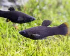 lack Molly Lyretail with elegant fins in freshwater aquarium