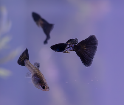 Metal Black Lace Guppy  - COMING SOON