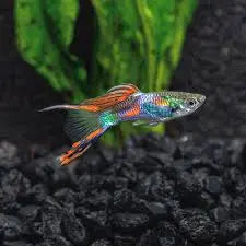 Black Double Red Swordtail Guppy – fancy guppy with black body and bright red twin swordtail swimming in a lush planted aquarium