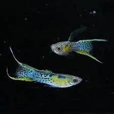 Black Double Yellow Swordtail Guppy – fancy guppy with black body and bright yellow swordtail swimming in a planted aquarium.