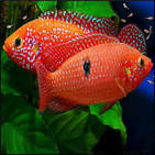 Blood Jewel Cichlid