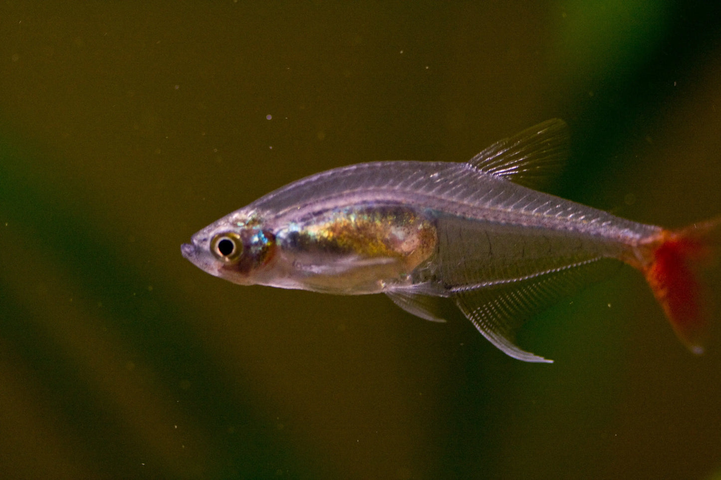 Bloodfin tetra freshwater schooling fish