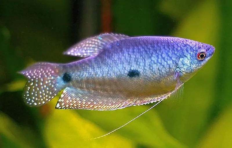 Three Spot Gourami freshwater fish swimming in aquarium – Trichopodus trichopterus