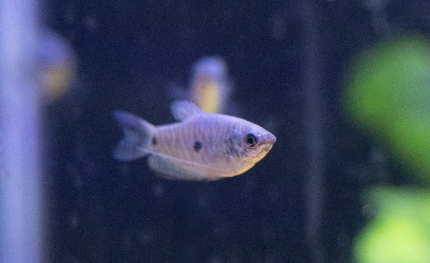 Blue Gourami 2-3 " - Unsexed