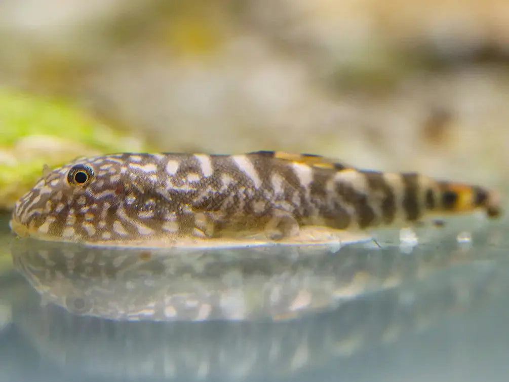 Peaceful Blue Tail Hillstream Loach bottom dweller in freshwater aquarium
