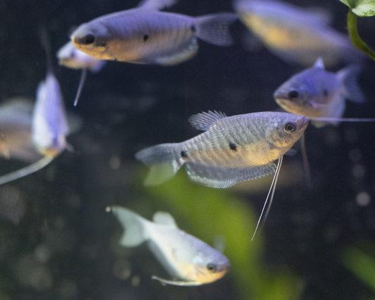 Blue Gourami 2-3 " - Unsexed