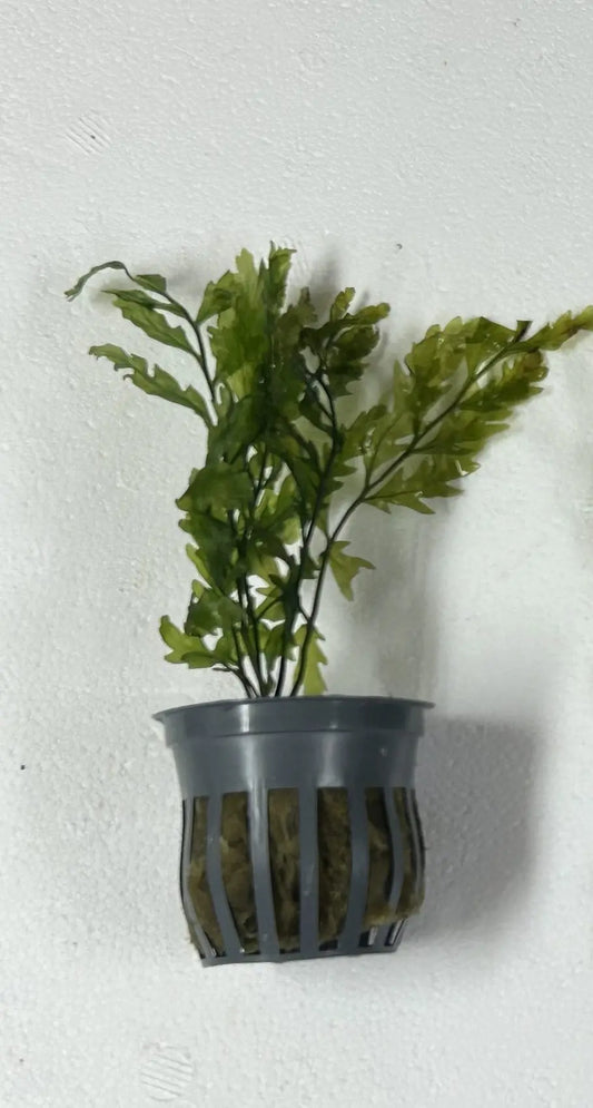 African Bolbitis ‘Mini Fern’ with delicate dark green fronds attached to hardscape, compact African water fern growing in a freshwater aquascape