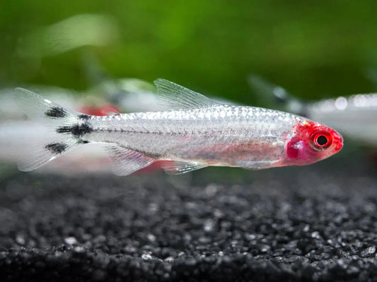 Brilliant Banded Rummynose Tetra Tropical Treasures Wyo