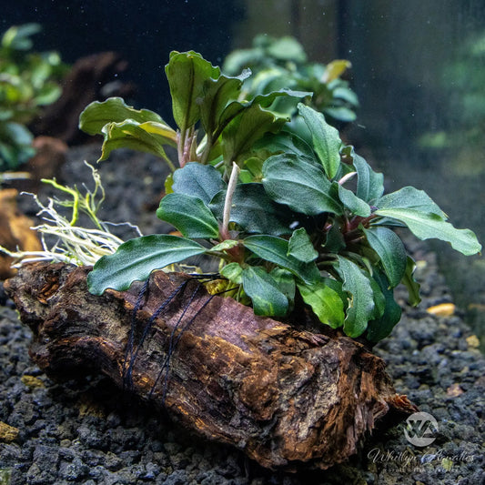 Bucephalandra Batang Kawa Driftwood Tropical Treasures Wyo LLC